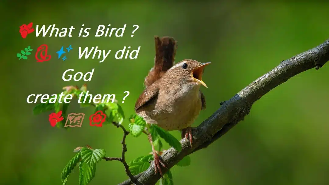 🐦What is Bird ?🌿🦜✨ Why did God create them ?🐦🗺️🌺