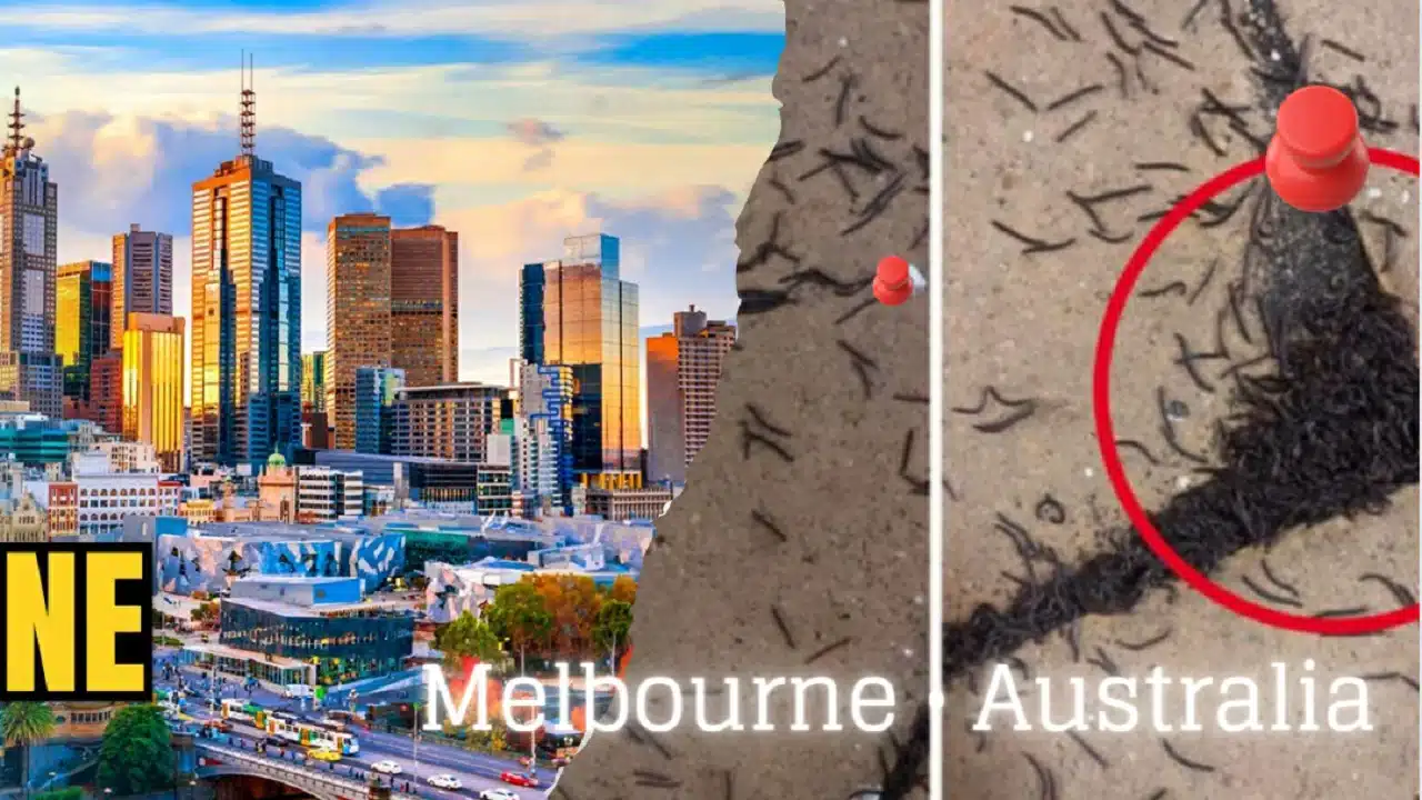 Melbourne • Australia: The Ultimate Guide to Australia’s Cultural Capital